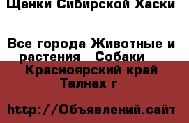 Щенки Сибирской Хаски - Все города Животные и растения » Собаки   . Красноярский край,Талнах г.